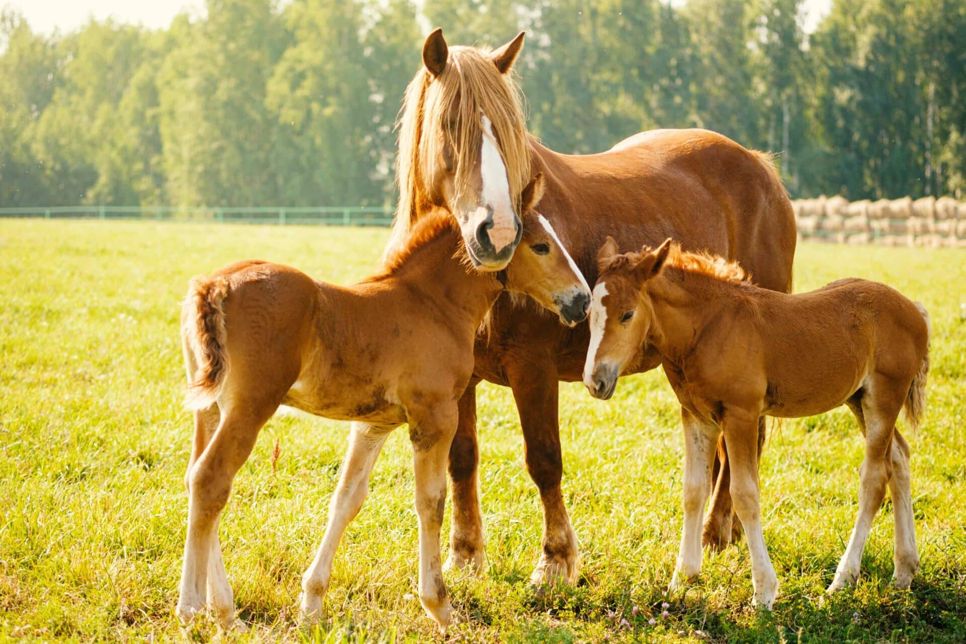 Advanced Diagnostics & Imaging