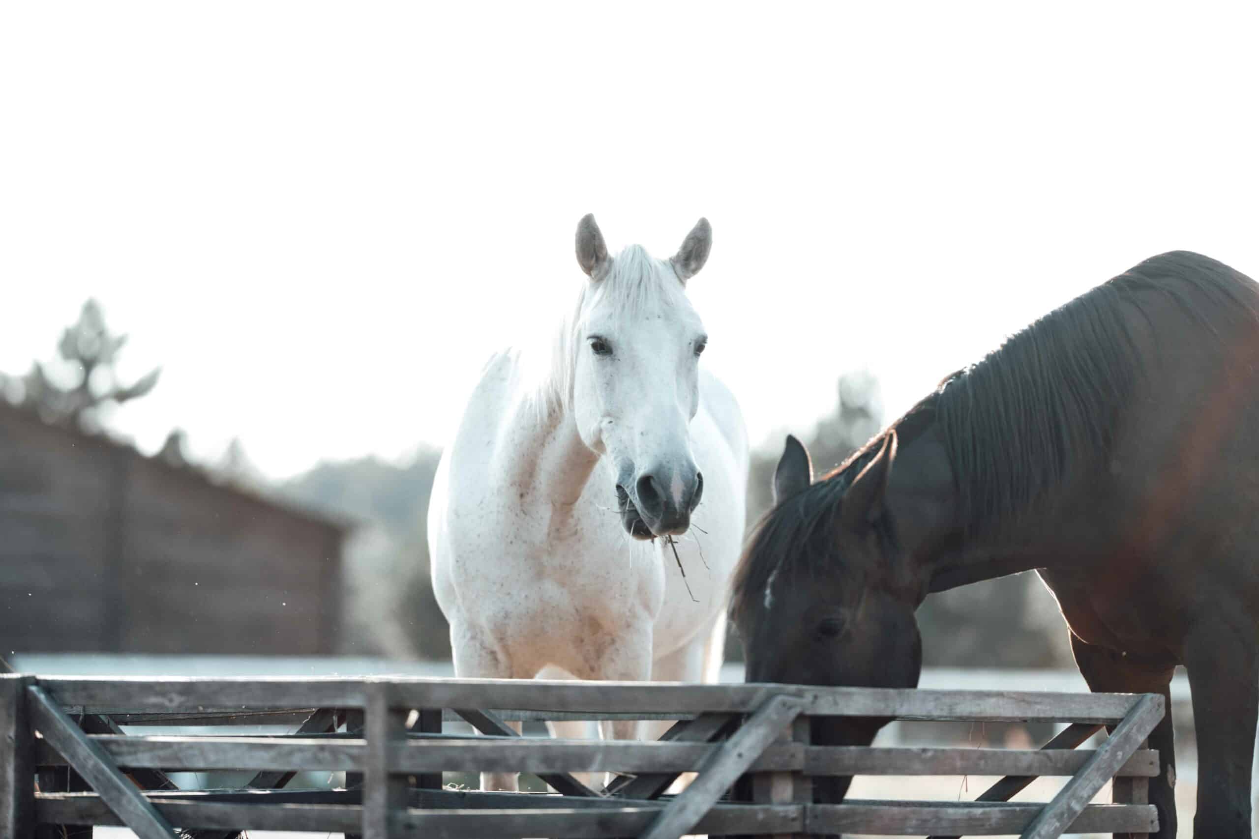 Common Summer Horse Diseases