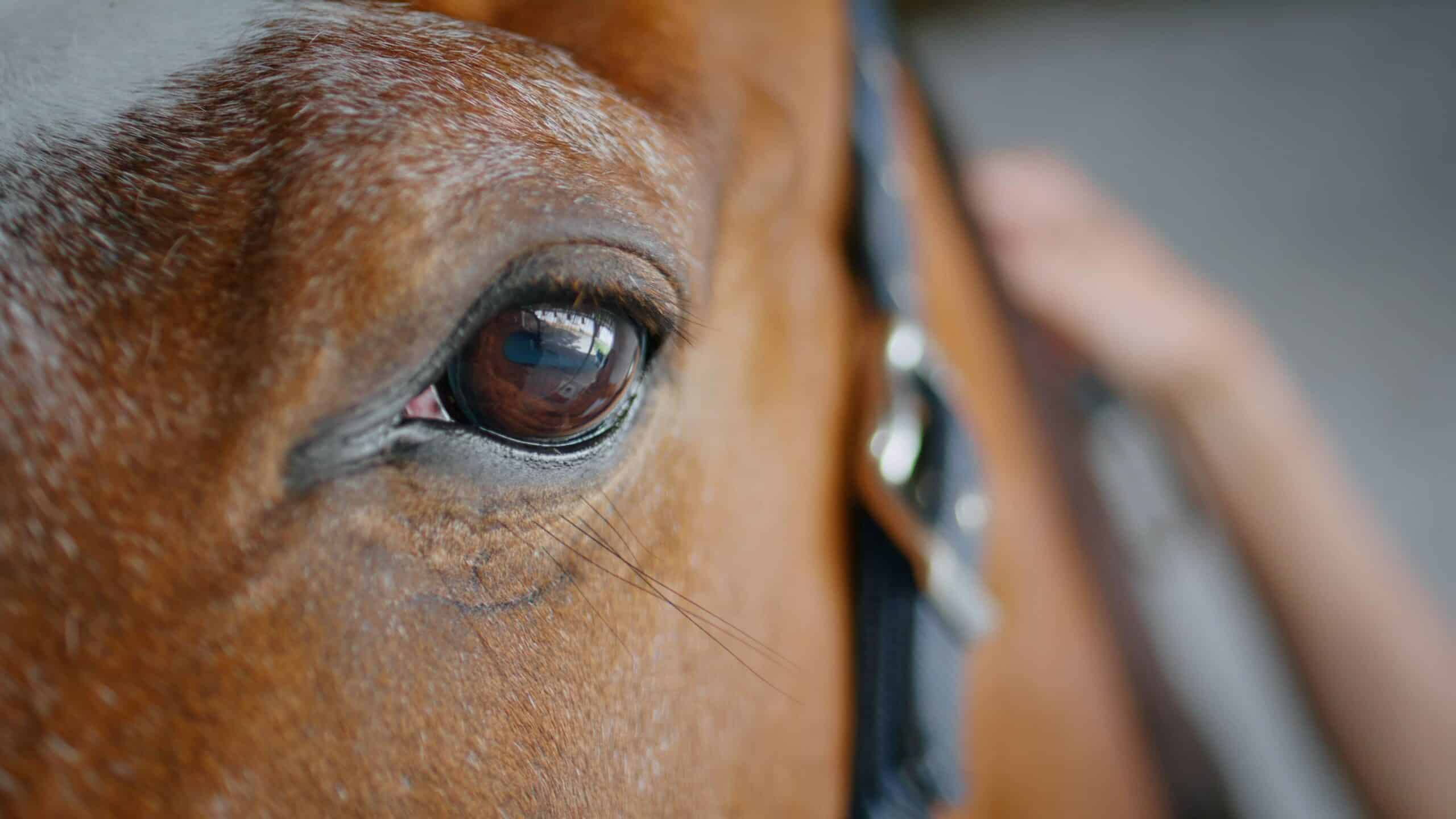 Our Approach to Senior Horse Care