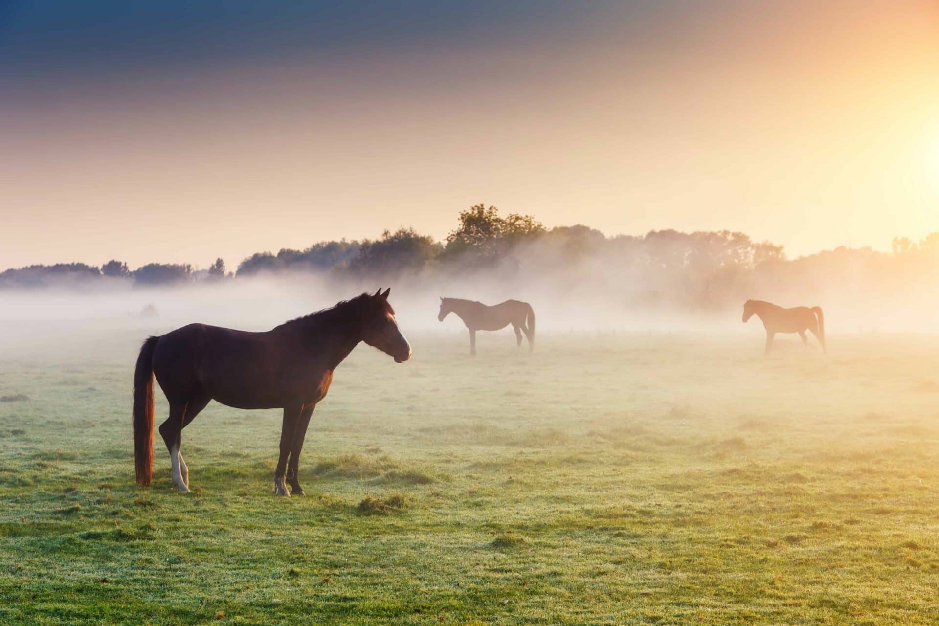 Accessibility Statement