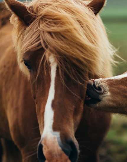 Preventative Health & Wellness